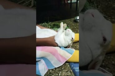 funny and cute baby bunny videos #funny #shortvideo #rabbit