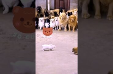 Funny Puppy and Bunny | Cute Baby Rabbits