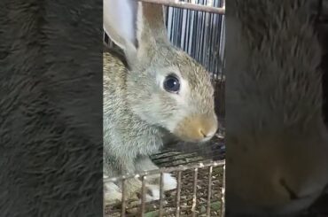 Funny and Cute Baby Bunny Rabbit Videos Compilation #cuteanimals #cutepets #funyaasishortsvideo