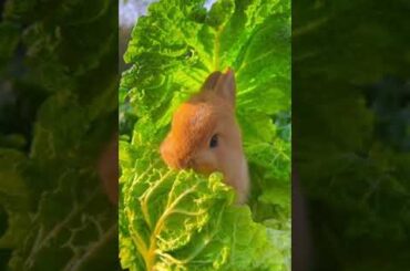 Cute Baby Bunny eating lettuce #Rabbits#Bunnies#eatingvideo#pets