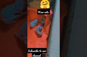 #shortsfeed  |  cute pets | Pets and animal | cute baby rabbit| Their mother is died |