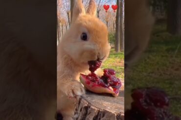 Cute Rabbit #shorts