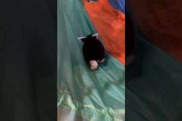 Cute baby bunny playing!!!