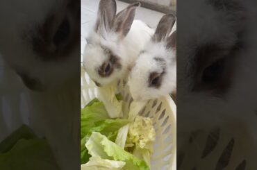 12 #Cute Baby Rabbits Playing,Feeding Activities  Bunny Rabbit Baby Rabbits