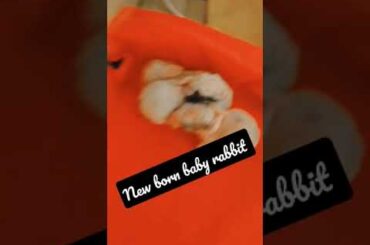 #shortsfeed | new born baby rabbit | Pets and animal| cute baby rabbit