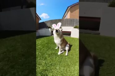 the best bunny you’ve ever seen