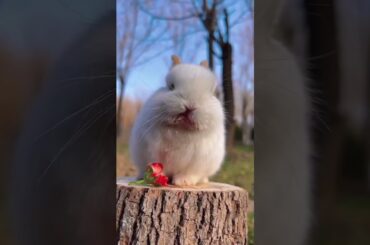 Cute Rabbit #shorts #rabbits #cuterabbit