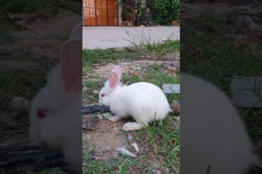 Cute baby rabbit and live peacefully. a beautiful moments #animals #pets  #rabbit #shorts