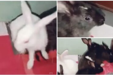 Funny rabbits playing || cute and naughty baby bunny playing ||