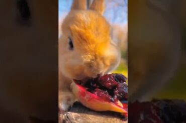 cute rabbit A beautiful moments #rabbit #shorts