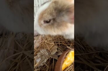 Cute Baby bunny Rabbit Care By Mother Rabbit