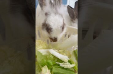 13 #Cute Baby Rabbits Playing, Feeding Activities  Bunny Rabbit Baby Rabbits