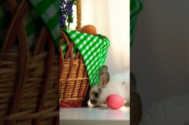 cute bunny rabbit#shorts#shortsvideo#rabbit#@Kidsanimals_com