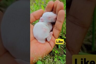 #cute bunny always likes to sleep  # short videos #cute