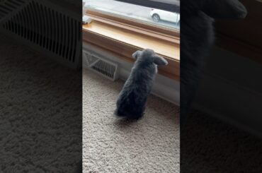 Cute Baby Bunny #shorts #pets #funnypets #cutebunny #animalshorts #khargosh