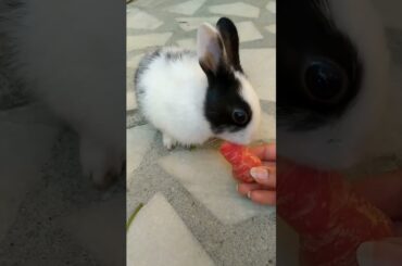 cute bunny eating carrot#shorts#short#baby animals #Cutiepie 2.7