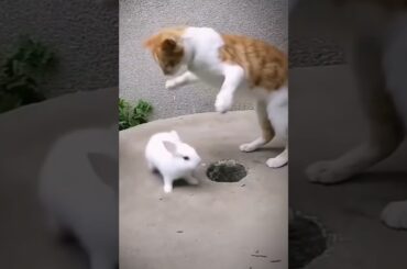 My cute rabbit #cute #cuterabbitvideo #cuterabbit #cuterabbits