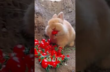 Cute Bunny Eating Tomatoes #shorts #youtubeshorts #shortsviral #bunny #bunnyrabbits #cutebunny