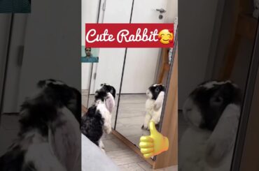 Cute Rabbit#Shorts #Youtubeshorts
