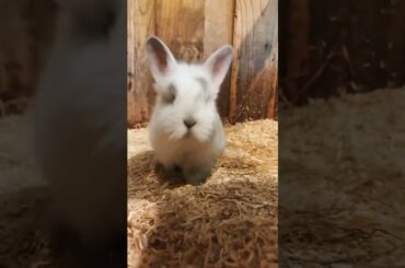 Adorable Baby Bunnies!