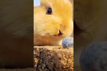 Cute Rabbit eating food || cute bunny video 2023 #shorts