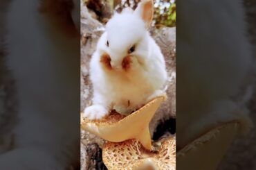 Cute Baby Bunny Washing Her Face #shorts #ytshorts #cutebunny