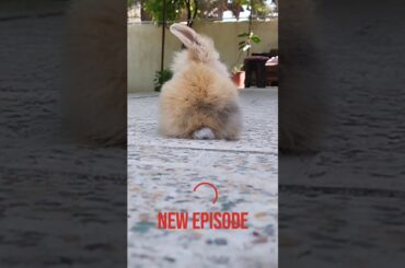 sweetest thing ever | cute baby rabbit funny videos. daily animals videos.