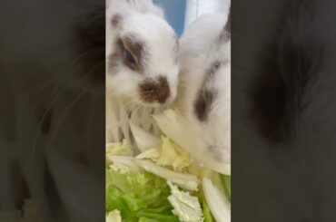 14 #Cute Baby Rabbits Playing, Feeding Activities  Bunny Rabbit Baby Rabbits