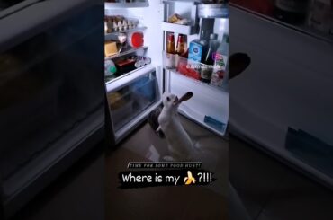 #cute #rabbit #foodietime #masterbun