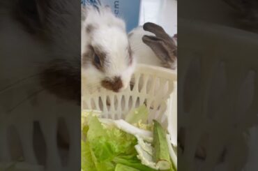 15 #Cute Baby Rabbits Playing, Feeding Activities  Bunny Rabbit Baby Rabbits