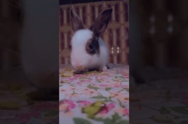 #short#cute baby rabbit #hunnybunny