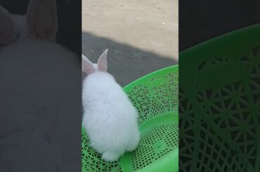 Cute Rabbit bunny vlogs videos#shortsvideo #rabbitvlogs