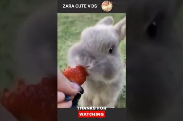 CUTE RABBIT HAVING HIS FAV #shorts  #short #shortvideo #ytshorts