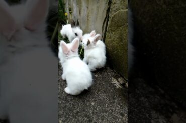 CUTE BABY BUNNY'S EATING VIDEO