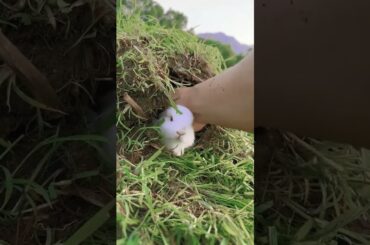 Cute bunny. #cute #pet #bunny