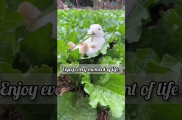 want to Live like a cute bunny || nature is beautiful spend more time with it #shorts #youtube