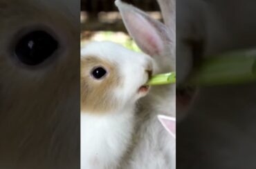 Cute Bunny Yummy Yummy #shorts