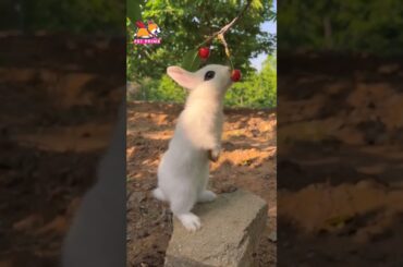 Cute Rabbit Eating | Animal Videos #cuteanimals #rabbit #bunny #2023 #shorts #shortsfeed #trending