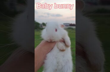 Cute baby rabbit and live peacefully. a beautiful moments #animals #pets  #rabbit #shorts,