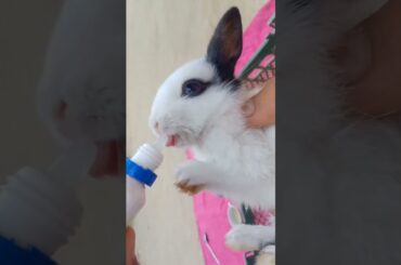 cute baby bunny
