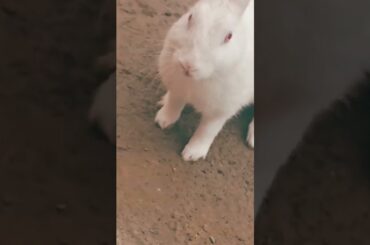 cute baby rabbit chiku beautiful rabbit and beautiful #virel #trending #cute #rabbit #funny #chiku