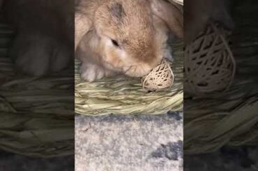 Cute Bunny Playing #rabbit #shorts #bunny