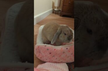 Cute bunny hates his pink bed
