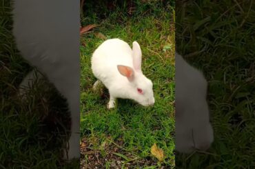 cute rabbit......! Beautiful #shorts #ytshorts #youtubeshorts #shortvideo #rabbit
