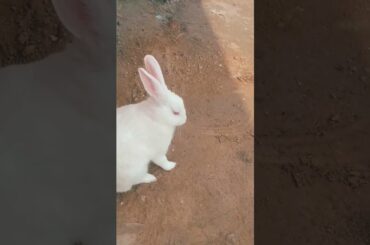 cute baby rabbit chiku beautiful rabbit and beautiful #trending #virel #cute #virel #cute #funny
