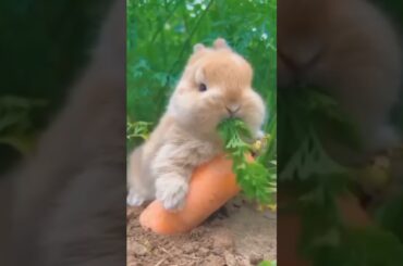 CUTE RABBIT #shorts #video #viral #trainding