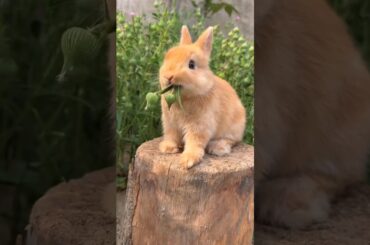 cute rabbit #shorts #viralvideo #ytshorts #youtubeshorts