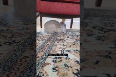 Cute bunny sleeps under his favourite armchair
