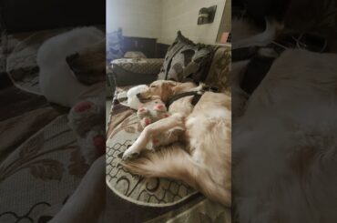 Golden retriever and cute bunny