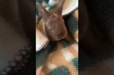 Cute bunny in blanket :)